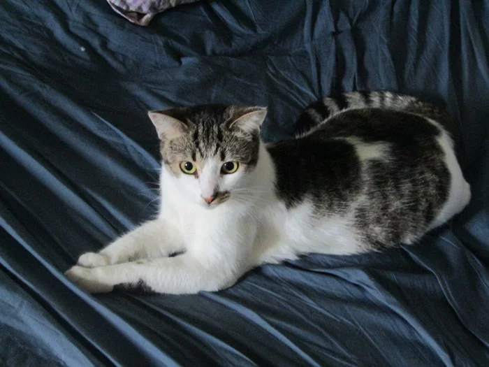Kitty's personality is looking for a home! St. Petersburg and Leningrad region - cat, Kittens, In good hands, Saint Petersburg, No rating, Milota, Longpost