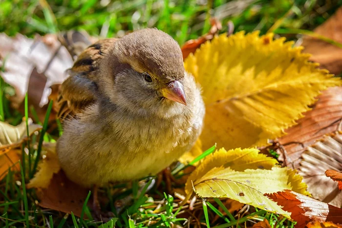 Sparrow in autumn foliage - Birds, Sparrow, Autumn leaves, Nature, The national geographic, The photo, Ornithology, Ornithology League