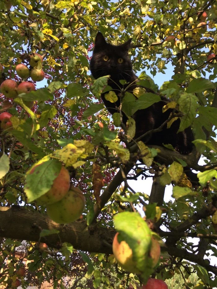 Miu - Lady of Apples - My, cat, Apples, Harvest, Autumn, Apple tree, Garden, Dacha, Moscow region, Longpost