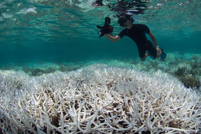 The Great Barrier Reef has lost half its coral since 1995 - The science, Research, Great Barrier Reef, Ocean, Extinction, Longpost