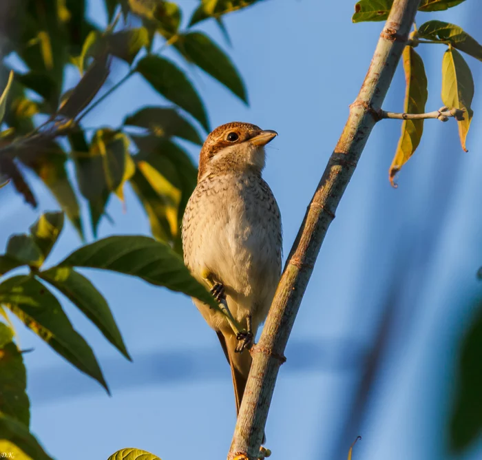 Shrike - My, Birds, Zhulan Sorokoput, Ornithology, The photo