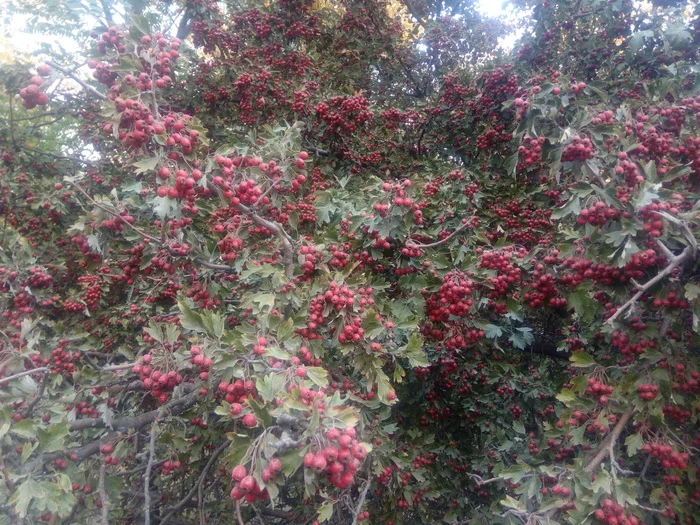 Azov region. October. Unclaimed gifts of nature - My, Nature, Azov, Mood, October, Longpost