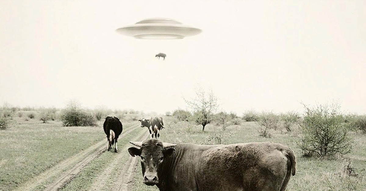 нло и корова.