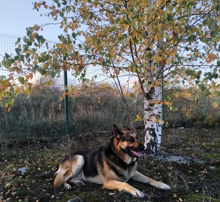 Autumn in service - East European Shepherd, Autumn, Dog