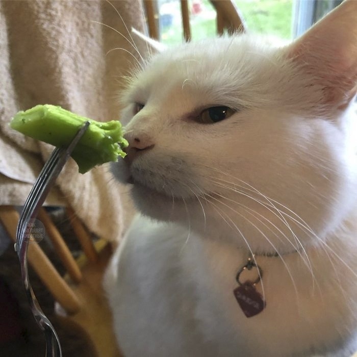 This is what the famous meme cat looks like. His name is Smudge and his main hate is vegetables. - Memes, cat, Longpost, Two women yell at the cat