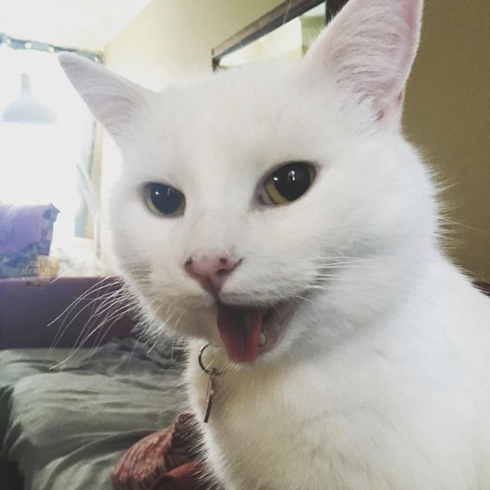 This is what the famous meme cat looks like. His name is Smudge and his main hate is vegetables. - Memes, cat, Longpost, Two women yell at the cat