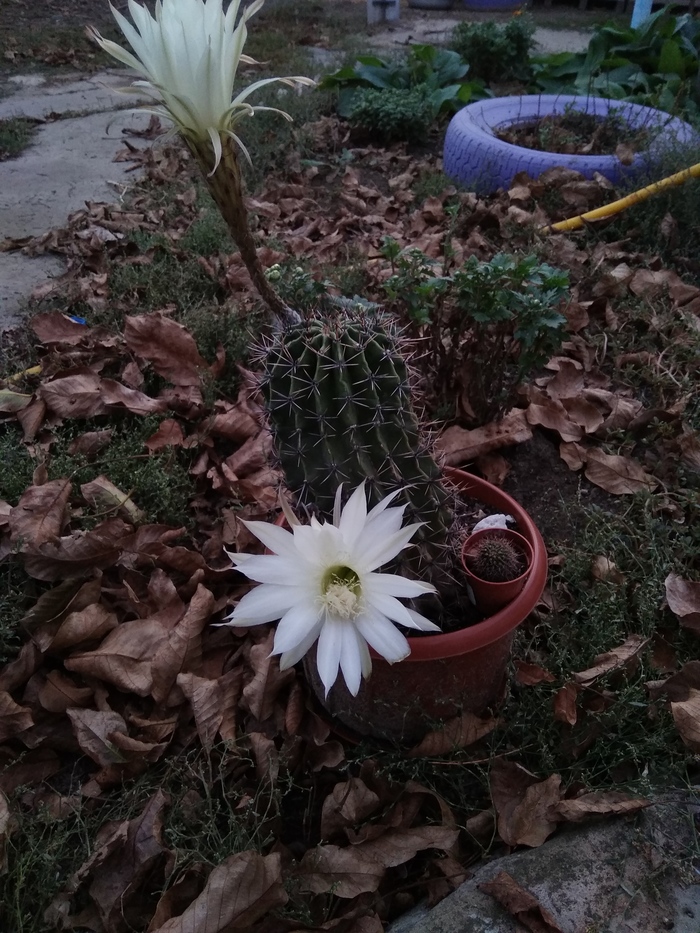 Кактус зацвел