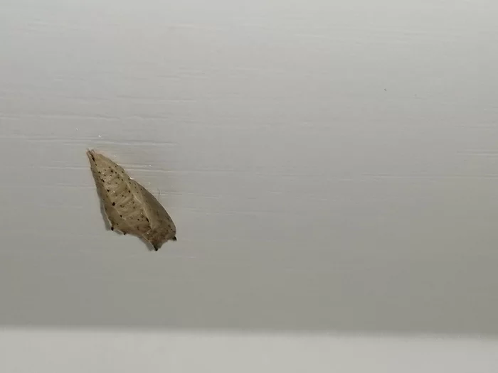 Whose cocoon is this? Doll? - My, Insects, Cocoon, Chrysalis