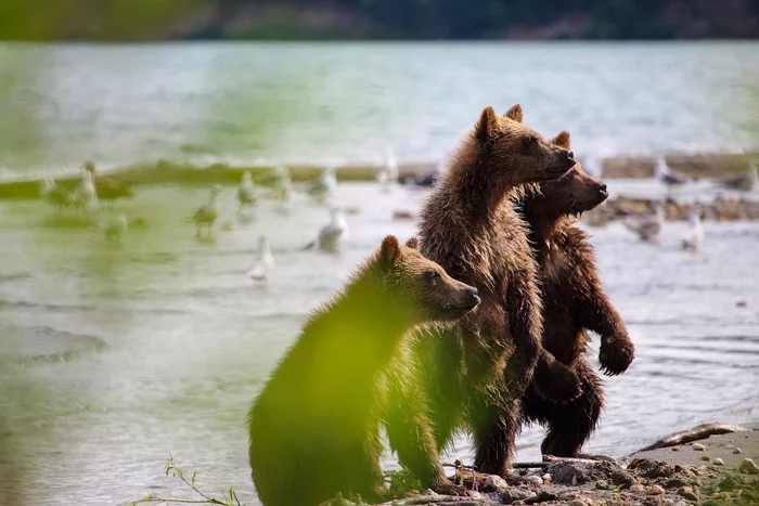 Post #7777385 - The Bears, Brown bears, Teddy bears, Kamchatka, Kuril lake, Reserves and sanctuaries, The national geographic, The photo