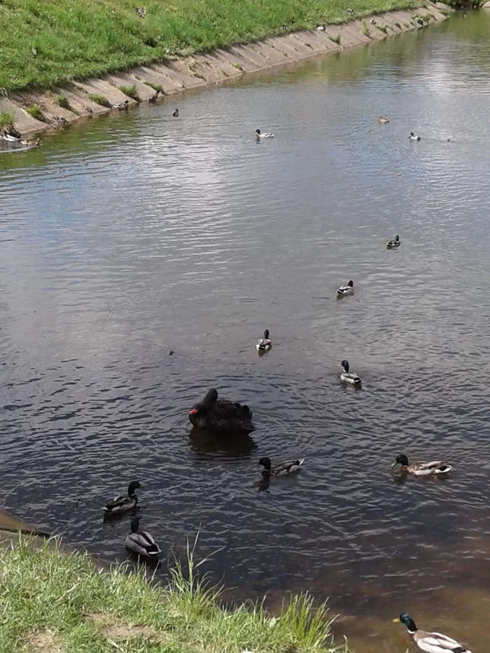 Piece of summer - My, Summer, Pond, Black Swan