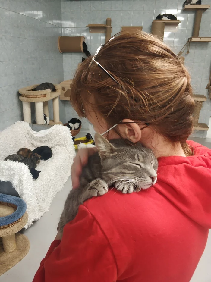 Devoted Heart - Longpost, Shelter, Animal shelter, cat, Saint Petersburg, My