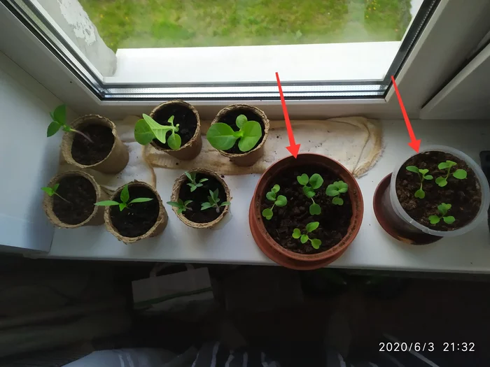 Growing spicy arugula on the windowsill - My, Growing, Arugula, Idea for home, Vegetable garden on the windowsill, Houseplants, Greenery, Greenery on the windowsill, Fertilizers, Gardening, Longpost