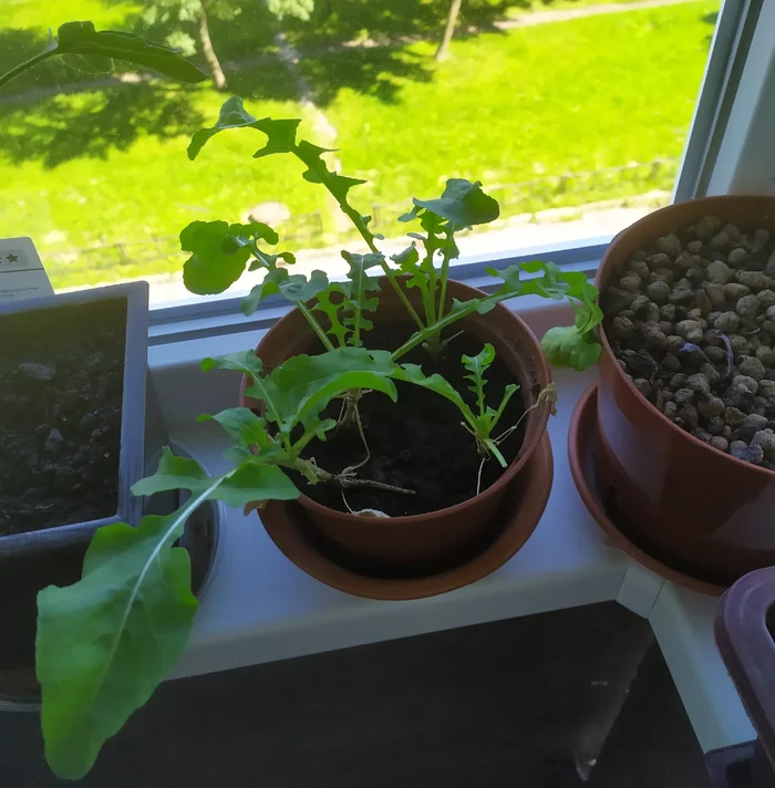 Growing spicy arugula on the windowsill - My, Growing, Arugula, Idea for home, Vegetable garden on the windowsill, Houseplants, Greenery, Greenery on the windowsill, Fertilizers, Gardening, Longpost