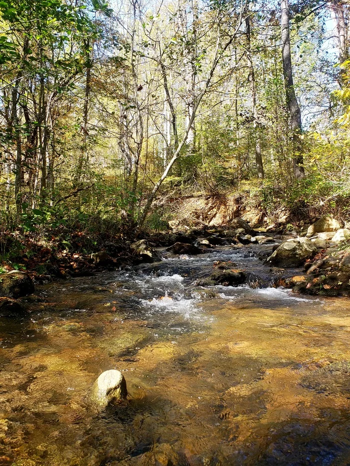 Forest stream - My, Nature, Stream, Autumn, Video, Longpost