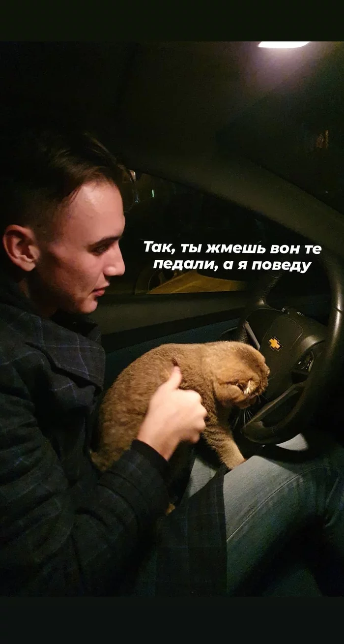 Give me the keys, I'll drive - My, cat, Car, Driver, Lop-eared, Scottish, Longpost