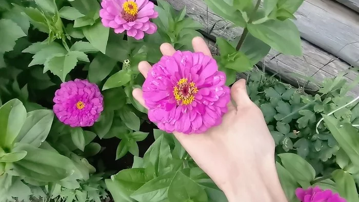 ZINNIAS AS SIZE OF YOUR PALM! BRIGHT BEAUTY IN YOUR GARDEN! - My, Zinnia, Garden, Bloom, Flowers, Overview, Video, Longpost