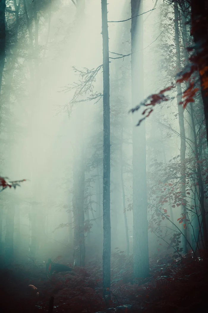 Peace of mind - My, Forest, Fog, Nature, Morning, The sun, Beams, Silence, Atmosphere, Contemplation, Calmness, Yuzhno-Sakhalinsk, Mountain air, Longpost