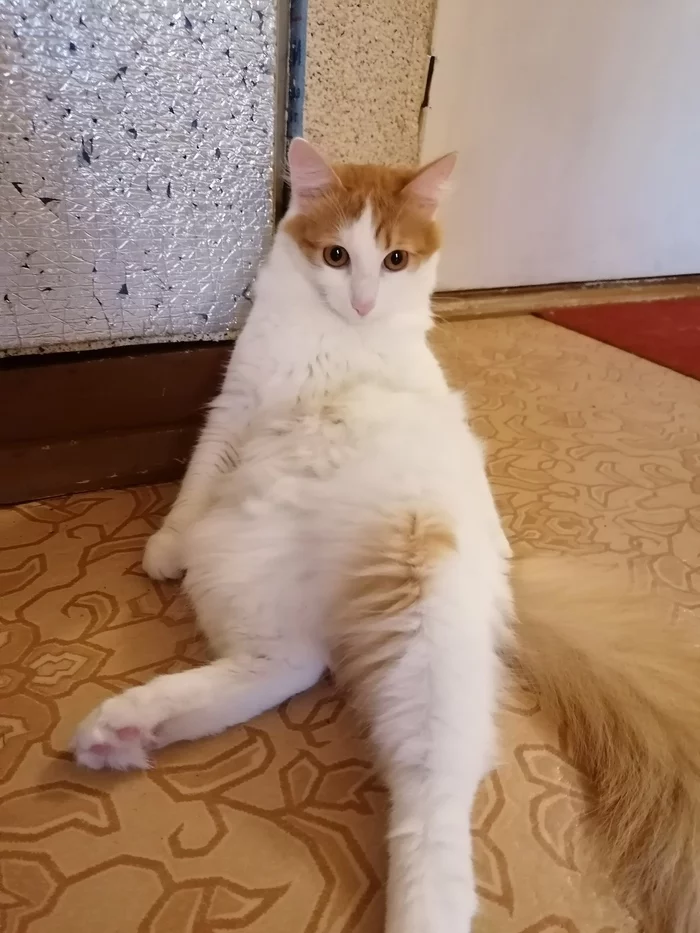 Just a cat.. Just Semyon, meet me) - Pets, Redheads, cat