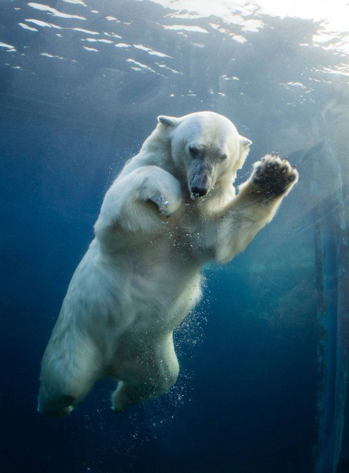 Polar bear bathing - The Bears, Polar bear, The photo