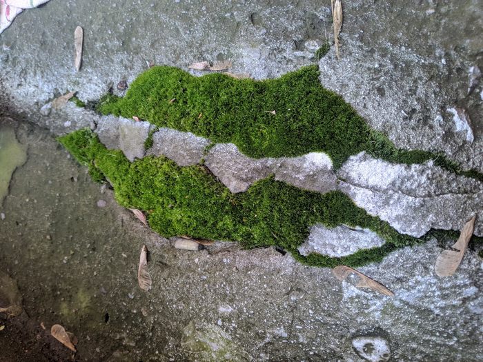 Breeding street moss indoors - My, Moss, Unusual, Biology, Live, Greenery, Nature, Botany, Longpost