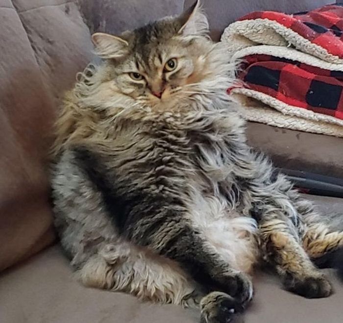 Реально кость пушистая)