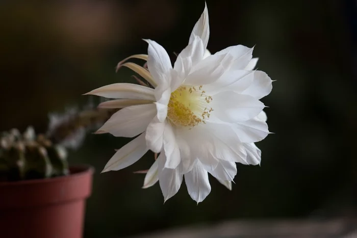 Small, but smart - My, Cactus, Flowers, Plants, Echinopsis cactus, Blooming cacti, beauty, The photo