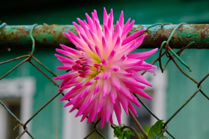 A little autumn - My, Autumn, Leaves, Autumn leaves, Tram, Flowers, Dahlias, Fujifilm, Longpost