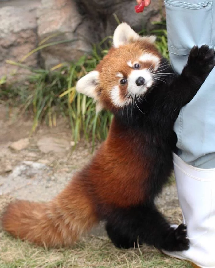 Red panda - My, Red panda, China, Longpost, Animals