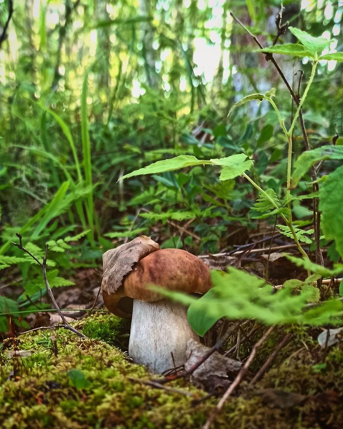 Post #7781803 - My, Mushrooms, Stump, Forest, Chaga, Toadstool, Longpost, The photo