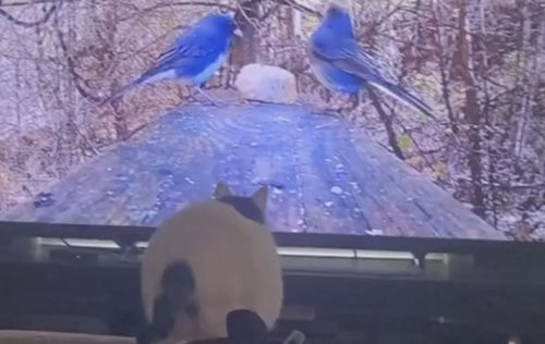 Imagining herself to be a great hunter, the cat hit the TV - Pets, cat, Humor, Video