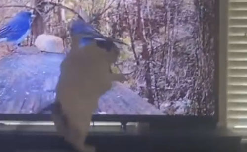 Imagining herself to be a great hunter, the cat hit the TV - Pets, cat, Humor, Video