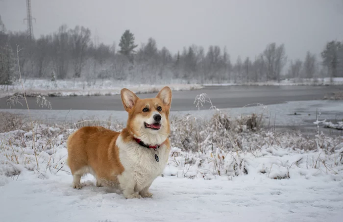 Here comes winter - My, Dog, Winter, Nature, Welsh corgi pembroke, Corgi