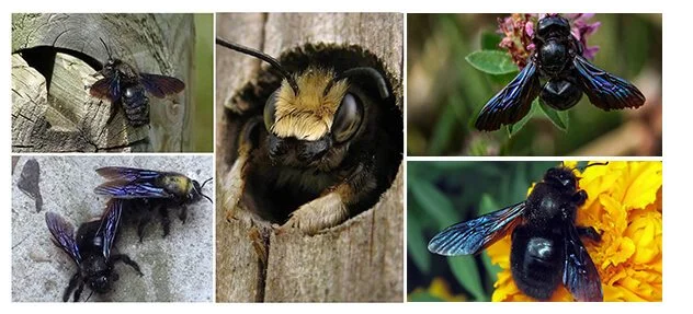 Carpenter Bee: A giant black insect from the village. Is it dangerous? - Bees, Insects, Animals, Yandex Zen, Longpost