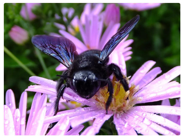 Carpenter Bee: A giant black insect from the village. Is it dangerous? - Bees, Insects, Animals, Yandex Zen, Longpost