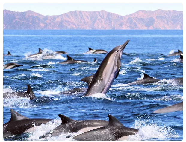 Why is dolphin language better than human language? Because it is the only interspecies language! - Dolphin, Animals, Yandex Zen, Longpost