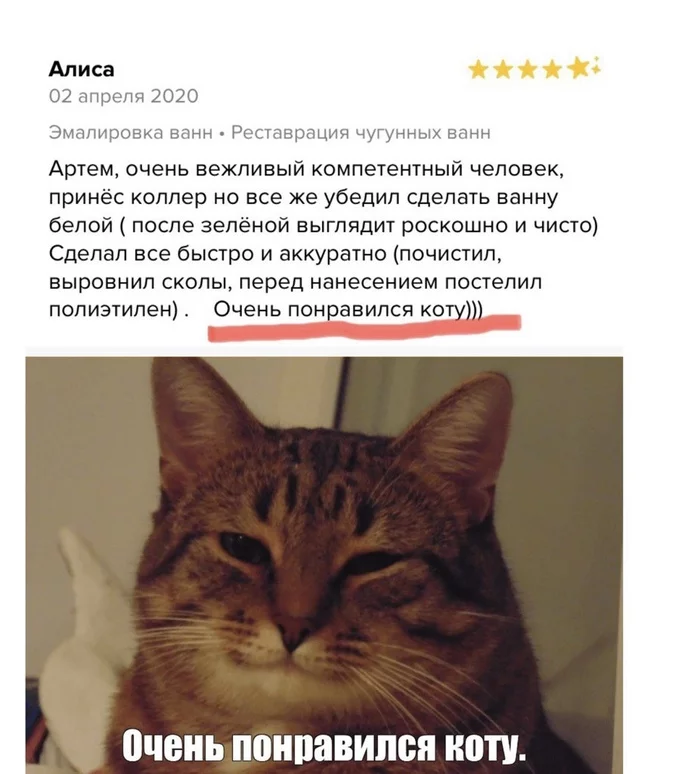 Feedback on profi.ru - Review, Profiru, Memes, Understanding cat, cat