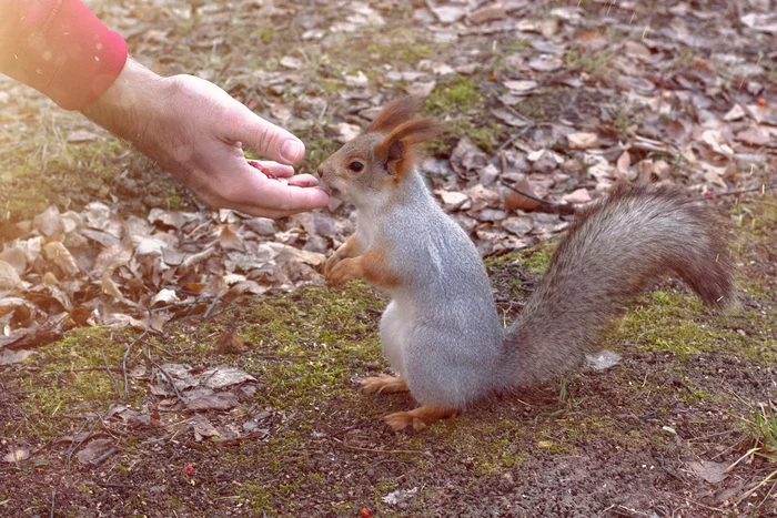 Squirrels - My, Squirrel, Ngpu, Novosibirsk, Video, Longpost