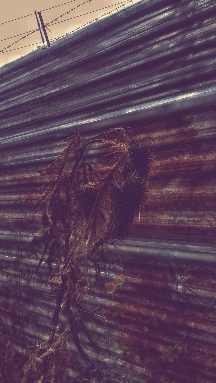 Error again... - My, Error, Prison, Barbed wire, Non-freedom, Withering, The photo, Mobile photography