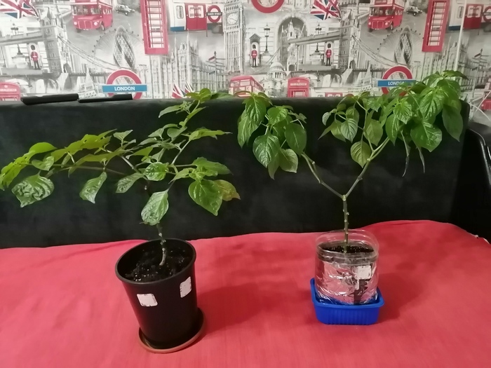 Перцы не вяжут плоды