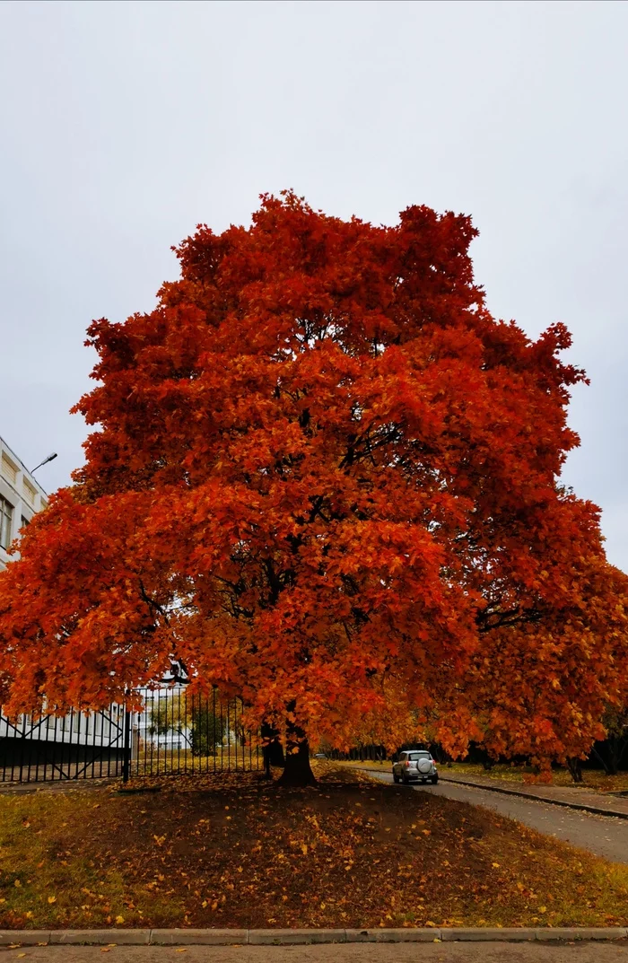 Gorgeous autumn - My, Moscow, Autumn, Tree, Car, The photo, Paints