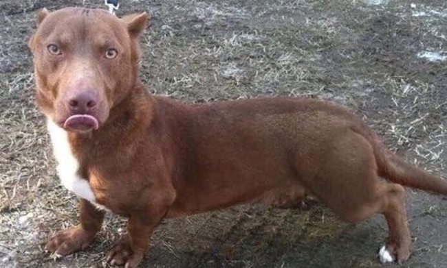 Breeders decided to cross Pitbull and Dachshund dogs - Pitbull, Dachshund, Dog, Mestizo, Hybrid, Longpost