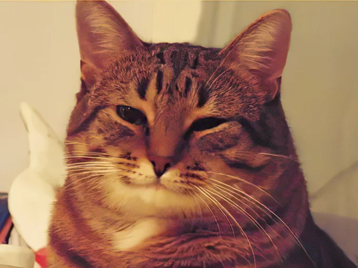 “And for the wine glasses” in best quality - Photo processing, Memes, cat