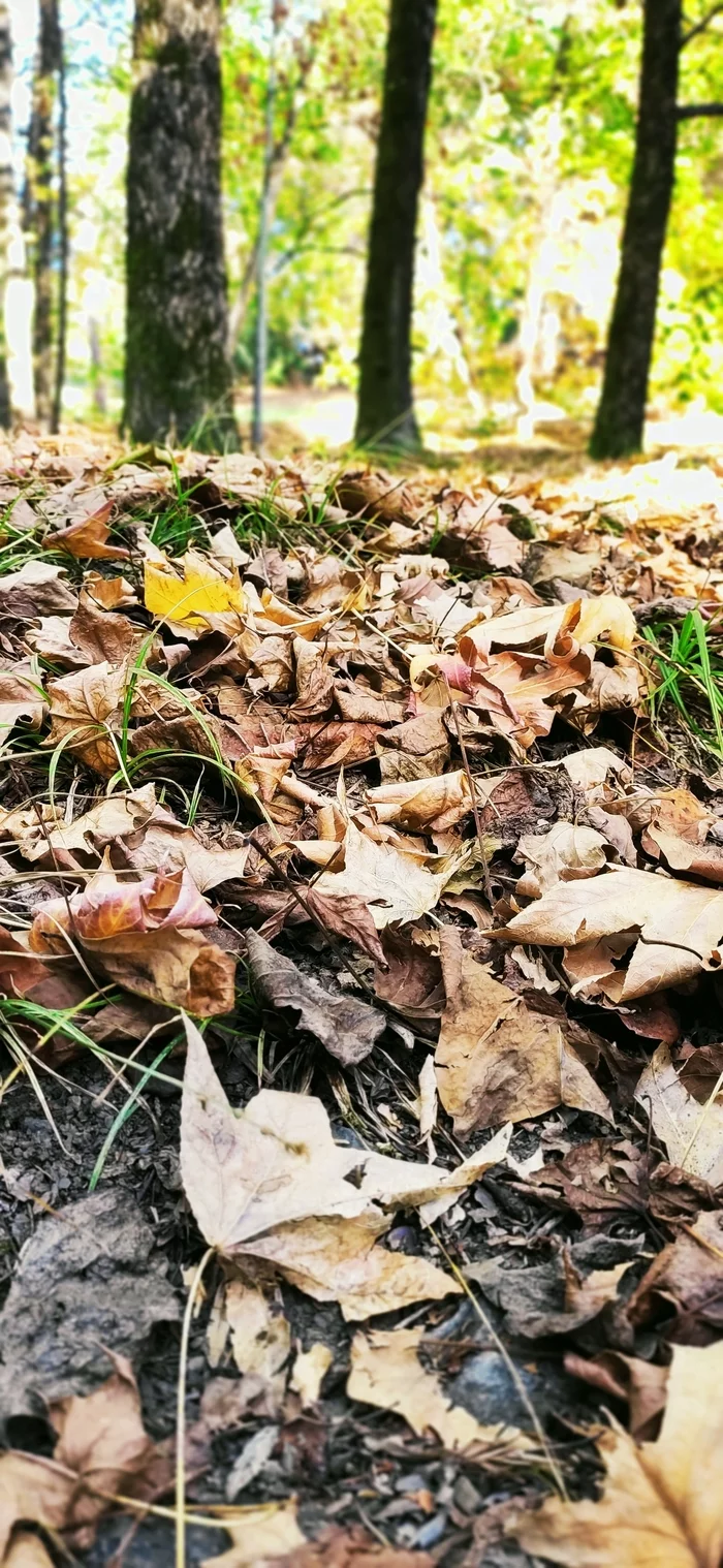 Post #7786792 - My, Autumn, Autumn leaves, Xiaomi Mi9, The photo, Longpost