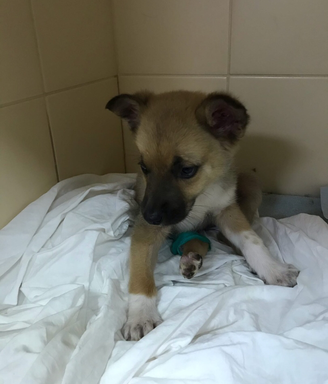 My friends rescued a mongrel puppy that was bitten by a dog. Now she really needs a home. St. Petersburg and Leningrad region - My, Saint Petersburg, Leningrad region, In good hands, Homeless animals, Pets, Help, Animals, Pet, Dog, Longpost, No rating