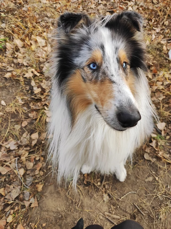 Autumn colors on the face - My, Collie, Sheepdog, Dog, Friend of human, Autumn
