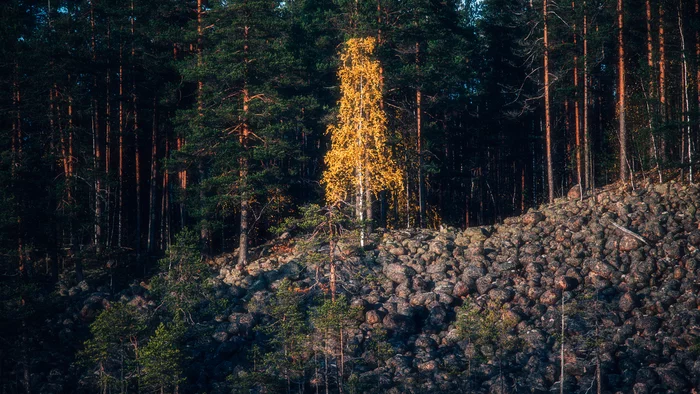 strewn with gold - My, Карелия, Nikon, Russia, Landscape, Autumn, Nikon d850, Autumn leaves, Forest