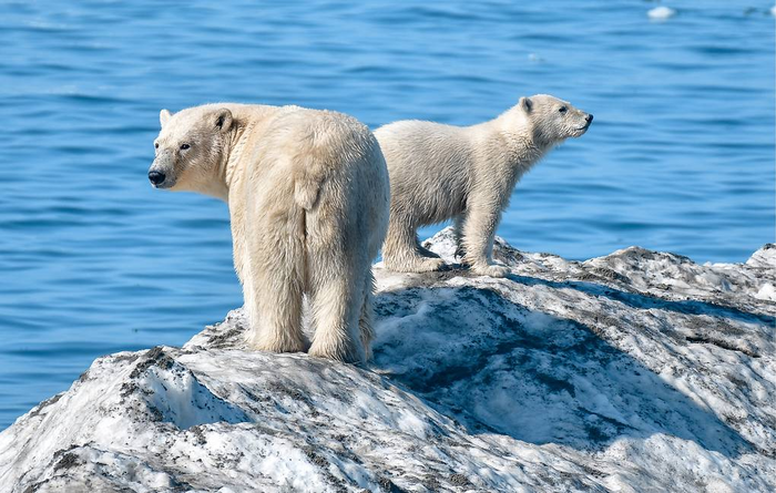 У моря, у синего моря. Медведи, Белый медведь, Хищник, Дикие животные, Глобальное потепление, Борьба за выживание, Арктика, Странности, Длиннопост