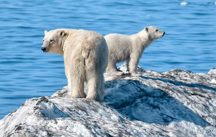 By the sea, by the blue sea... - The Bears, Polar bear, Predator, Wild animals, Global warming, Fight for survival, Arctic, Oddities, Longpost