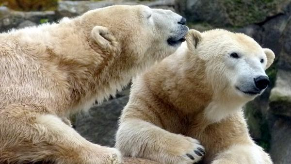On Novaya Zemlya, polar explorers witnessed the return of a polar bear cub to the family) - The Bears, Polar bear, Teddy bears, National park, Russian Arctic, Reunion, Novaya Zemlya Archipelago, Wild animals