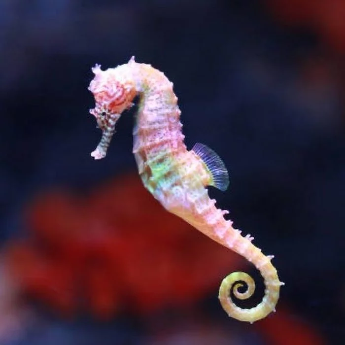 The birth of seahorses - Sea, Marine life, A life